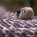 The Fascinating Life of King Cobras