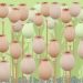 buy dried poppy pods