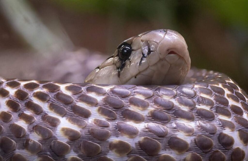 The Fascinating Life of King Cobras