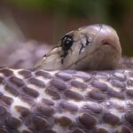 The Fascinating Life of King Cobras