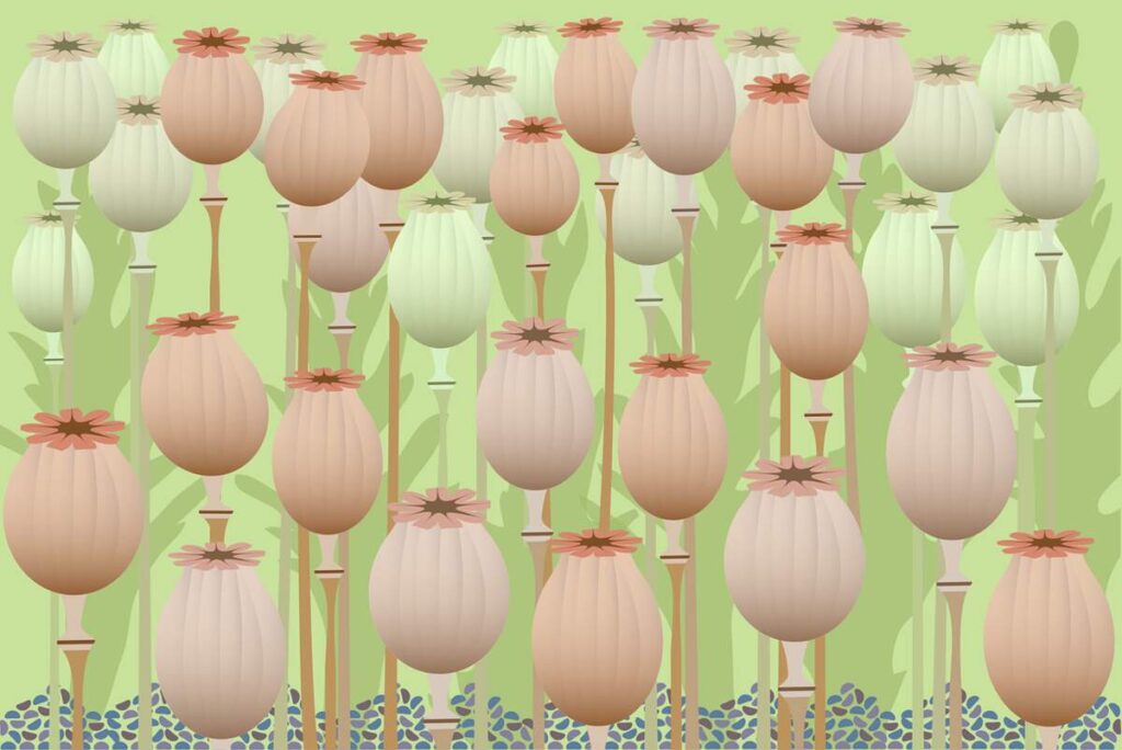 buy dried poppy pods
